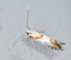 Phyllonorycter roboris